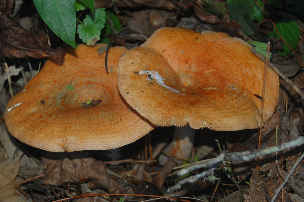 Lactarius quieticolor · June 2017 · photo: © vinicius_s_domingues (iNaturalist, cc-by)