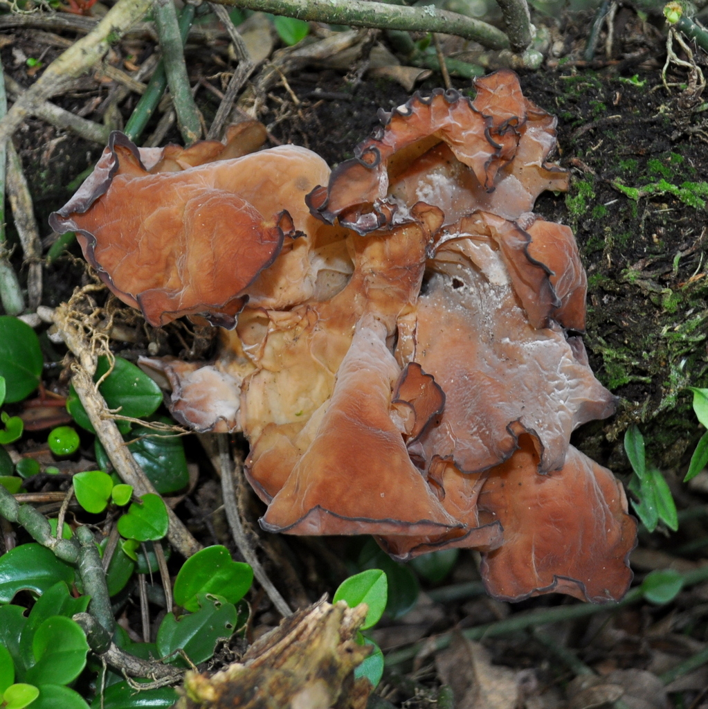 Auricularia fuscosuccinea · April 2021 · photo: © vinicius_s_domingues (iNaturalist, cc-by)