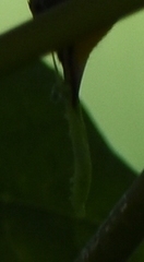 Geometridae