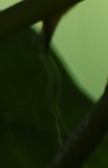 Geometridae