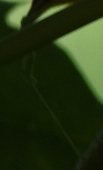 Geometridae
