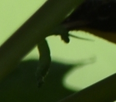Geometridae