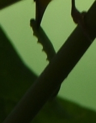 Geometridae