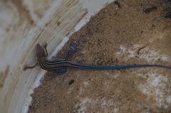 Aspidoscelis hyperythrus beldingi