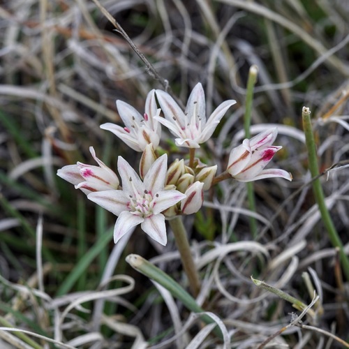Image of Bigelow's Onion (Allium bigelovii) by (c) Andrew Tree, some rights reserved (CC BY)