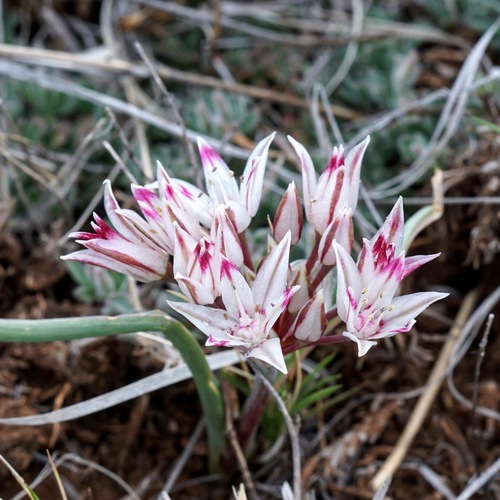 Image of Bigelow's Onion (Allium bigelovii) by (c) Andrew Tree, some rights reserved (CC BY)