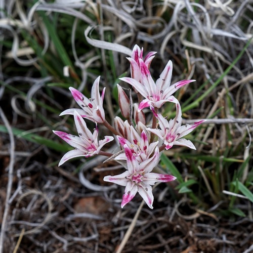 Image of Bigelow's Onion (Allium bigelovii) by (c) Andrew Tree, some rights reserved (CC BY)