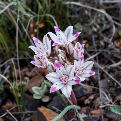 Image of Bigelow's Onion (Allium bigelovii) by (c) Andrew Tree, some rights reserved (CC BY)