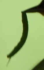 Geometridae