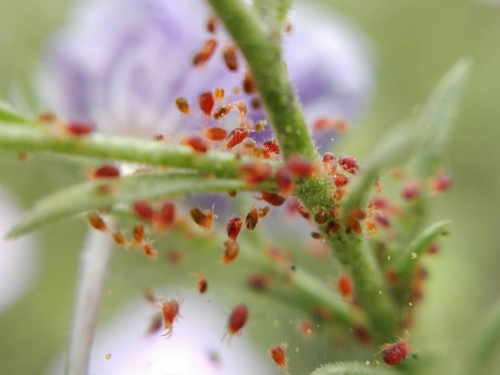 Twospotted Spider Mite