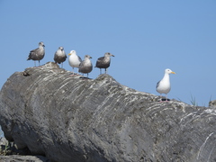 Larus glaucescens × occidentalis