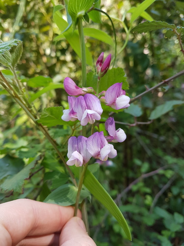 Lathyrus subandinus