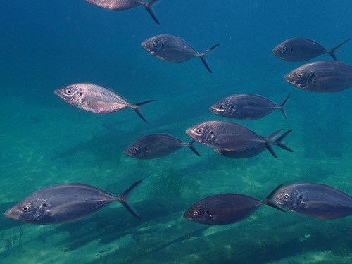 Sand trevally (Pseudocaranx wrighti) — Carangidae — 3