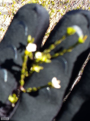 Lachnaea gracilis