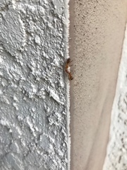 Camponotus inaequalis