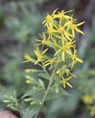 Solidago petiolaris
