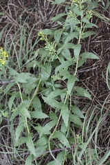 Solidago petiolaris