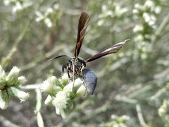 Myrmecopsis
