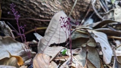 Sciaphila arfakiana observed 2023-04-11