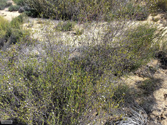 Lachnaea gracilis