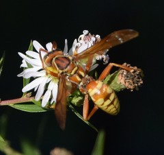 Polistes apachus texanus