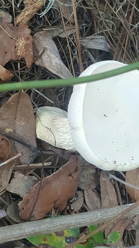 Austroboletus subflavidus image