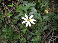 Senecio macroglossus