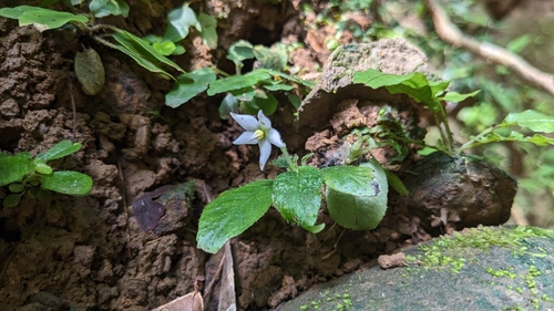 Argostemma solaniflorum iNat (2)