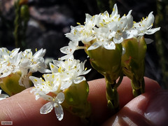 Lachnaea naviculifolia
