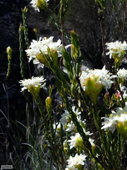 Lachnaea naviculifolia