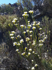 Lachnaea naviculifolia