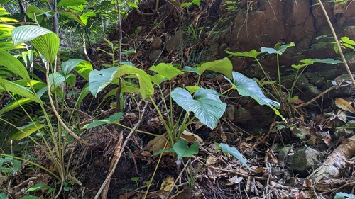Schismatoglottis calyptrata, photograph 6