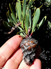 Protea pendula