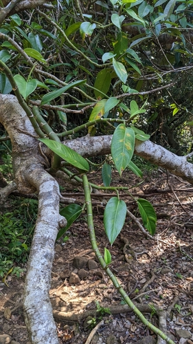 Rhaphidophora liukiuensis, photograph 2
