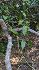 Rhaphidophora liukiuensis, photograph (c) Cheng-Te Hsu, some rights reserved (CC BY)
