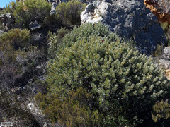 Protea pendula