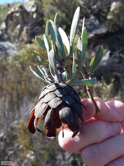 Protea pendula