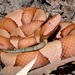 Broad-banded Copperhead - Photo (c) tomlott, some rights reserved (CC BY-NC), uploaded by tomlott