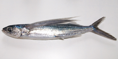 Bennett's Flyingfish photo 4