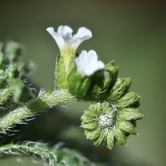 Heliotropium angiospermum