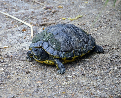 iNaturalist observation photo of Pond Slider
