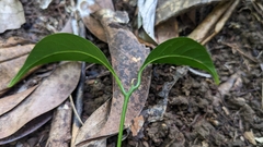 Endiandra coriacea, photograph (c) Cheng-Te Hsu, some rights reserved (CC BY)