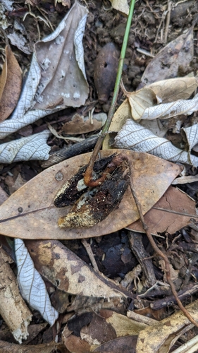 Endiandra coriacea, photograph 6