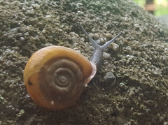 Triodopsis platysayoides