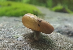 Triodopsis platysayoides