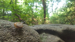 Triodopsis platysayoides