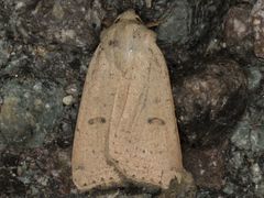 Agrotis vetusta