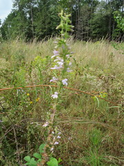 Lobelia brevifolia