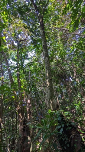 Endiandra coriacea, photograph 4