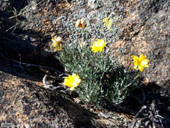 Euryops othonnoides